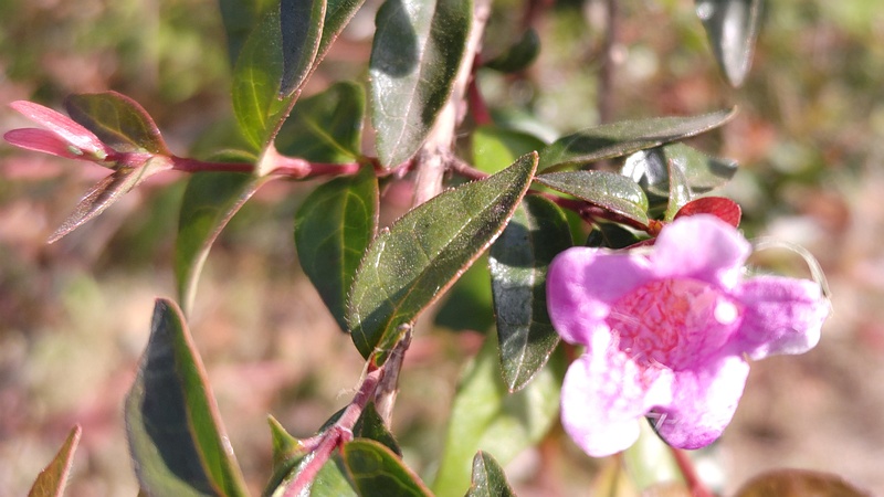 ベニバナツクバネウツギの花 東京都大田区平和島公園