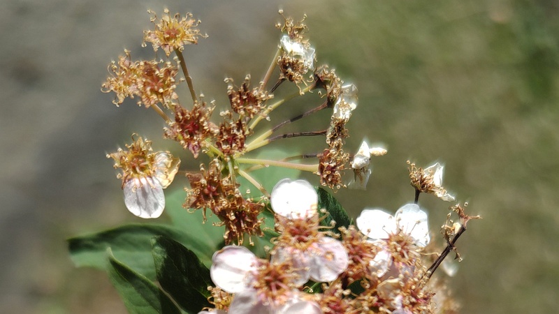 コデマリの果実 東京都大田区平和島公園