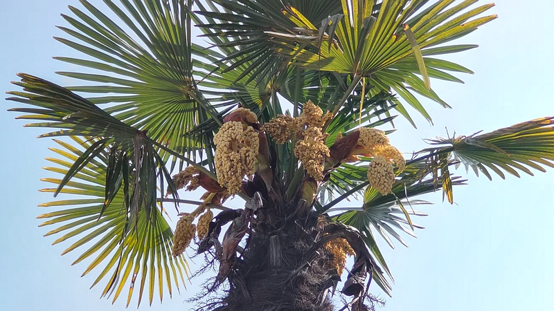 トウジュロの雄花 東京都大田区大和大橋