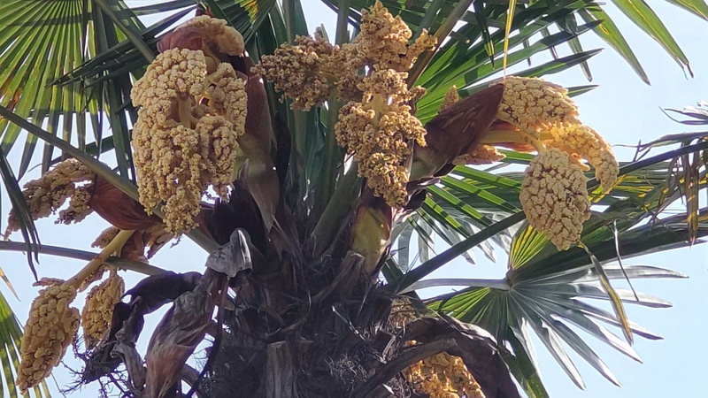 トウジュロの雄花 東京都大田区大和大橋