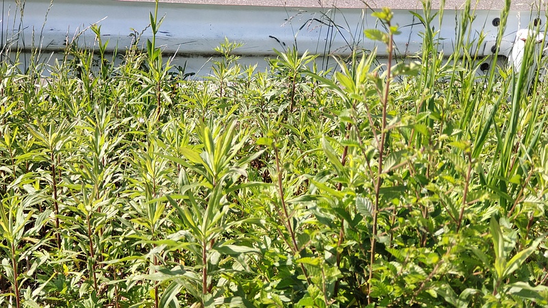 セイタカアワダチソウ 東京都大田区大和大橋