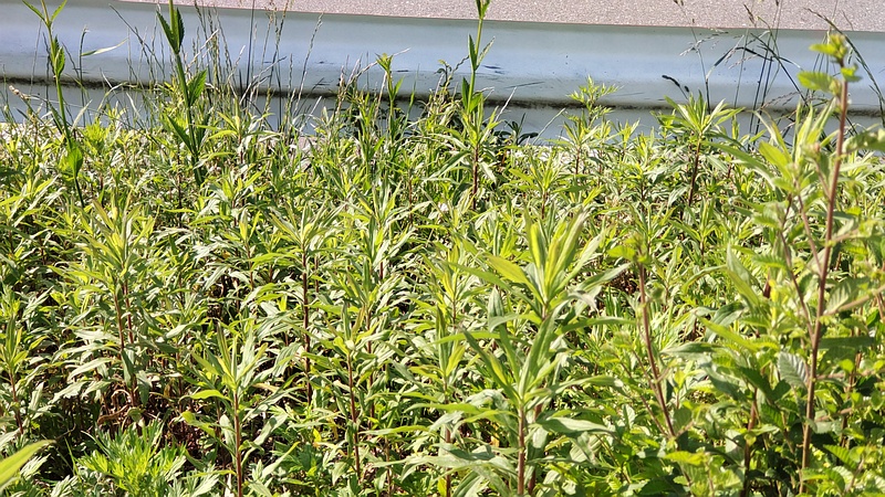 セイタカアワダチソウ 東京都大田区大和大橋
