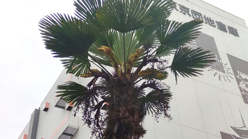 トウジュロの雌花と果実 東京都大田区大和大橋