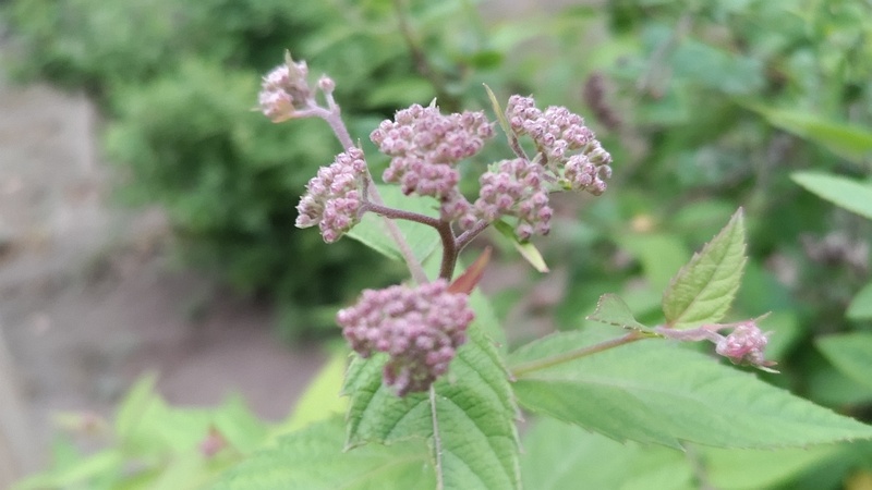 シモツケの蕾 東京都大田区平和島公園