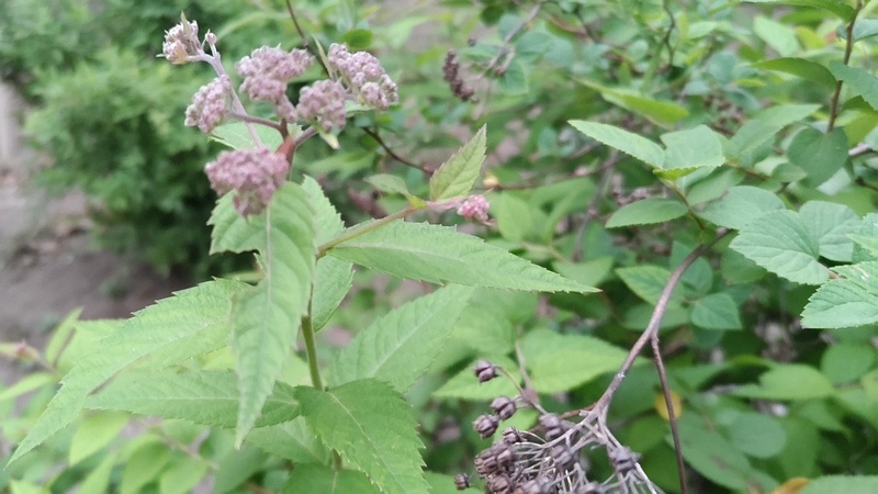 シモツケの蕾 東京都大田区平和島公園