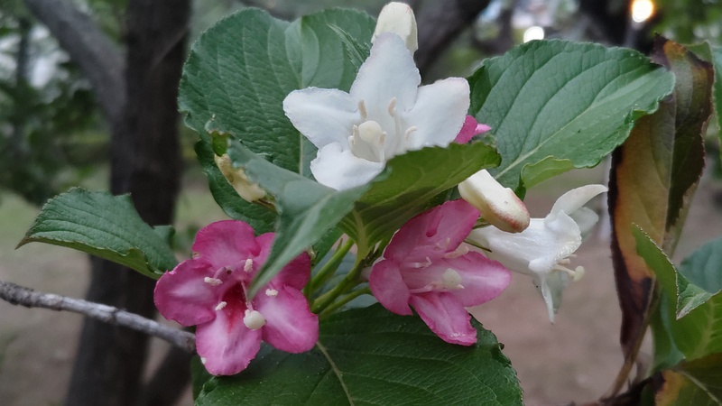 ハコネウツギの花 東京都大田区平和島公園