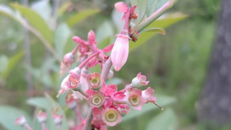 ブルーベリーの若い果実 東京都大田区平和島公園