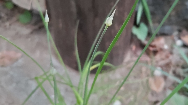 ノビルの蕾 東京都大田区平和島公園