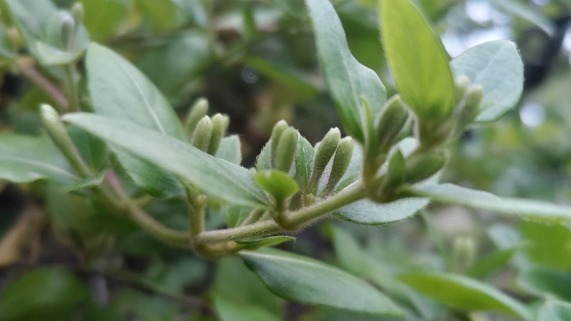 スイカズラの蕾 東京都大田区平和島公園