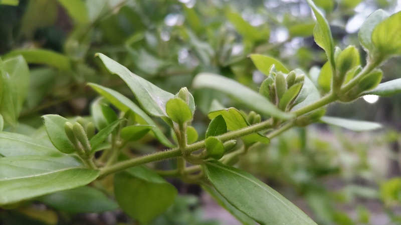 スイカズラの蕾 東京都大田区平和島公園