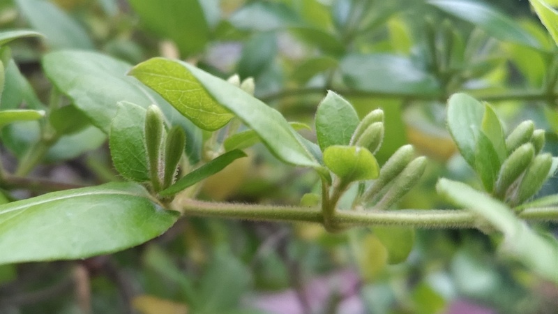 スイカズラの蕾 東京都大田区平和島公園