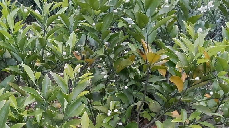 キンカンの花 東京都大田区平和島公園