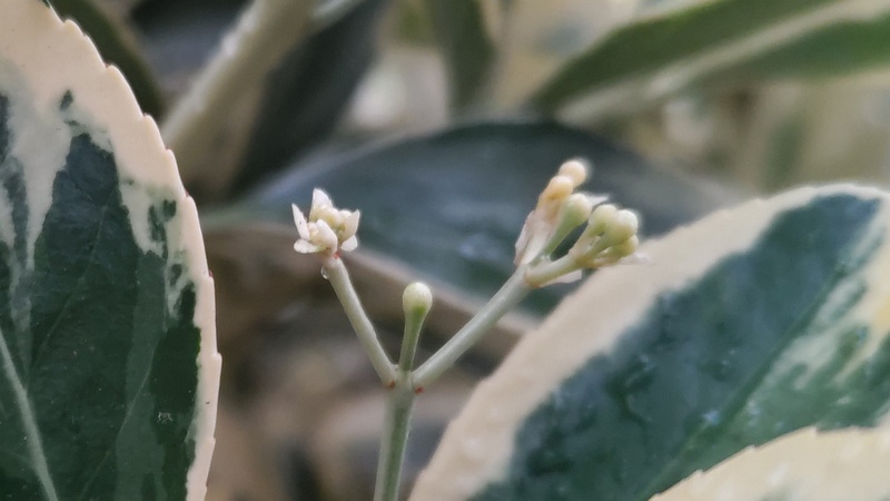 フイリマサキの蕾 東京都大田区平和島公園