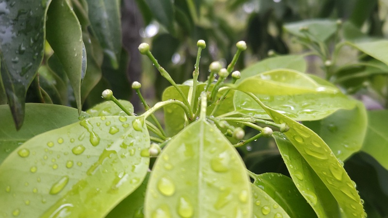 ソヨゴの蕾 東京都大田区平和島公園