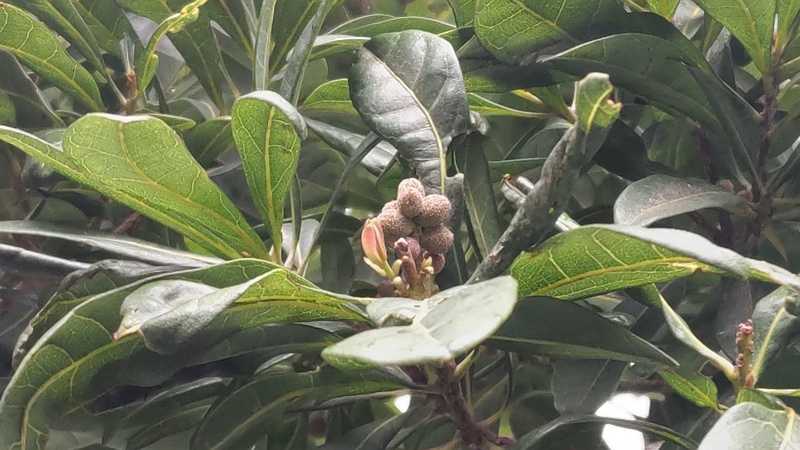 ヤマモモの若い果実 東京都大田区平和島公園