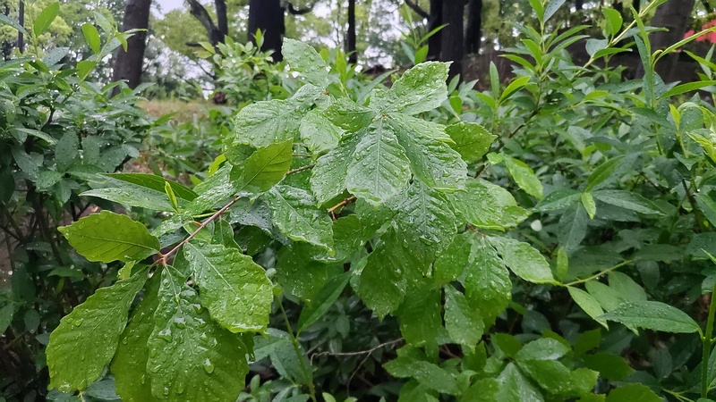 コナラの幼木 東京都大田区平和島公園