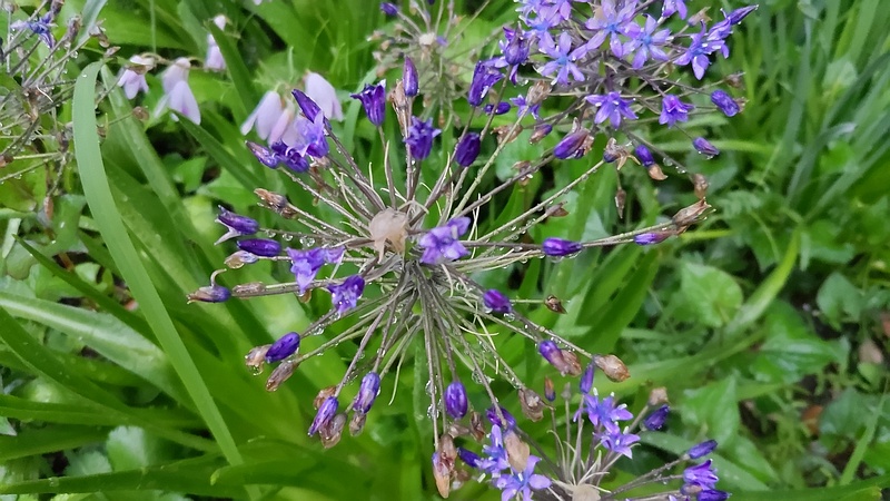 オオツルボの花 東京都大田区平和島公園