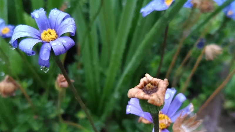 ルリヒナギクの花 東京都大田区平和島公園