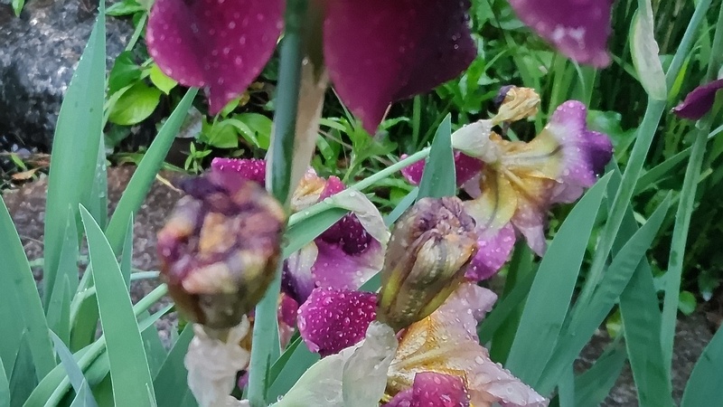 アヤメの花 東京都大田区平和島公園