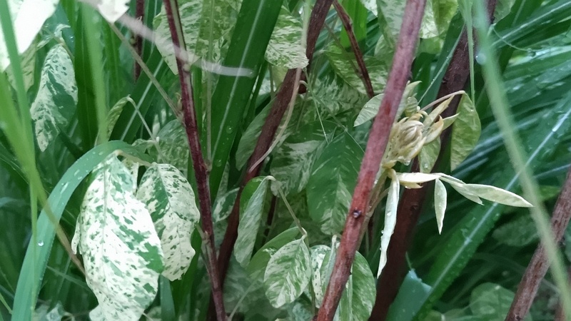 斑入りミヤギノハギの葉 東京都大田区平和島公園