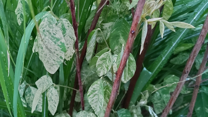 斑入りミヤギノハギの葉 東京都大田区平和島公園