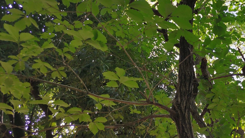 コナラ 東京都大田区平和の森公園