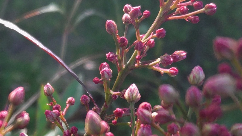 ナンテンの蕾 東京都大田区平和島公園