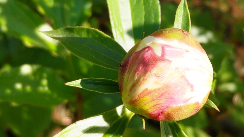 シャクヤクの蕾 東京都大田区平和島公園