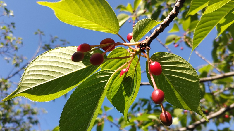 オオシマザクラの果実 東京都大田区平和島公園