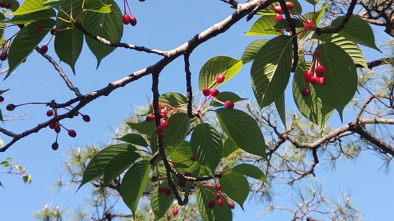 オオシマザクラの果実 東京都大田区平和島公園