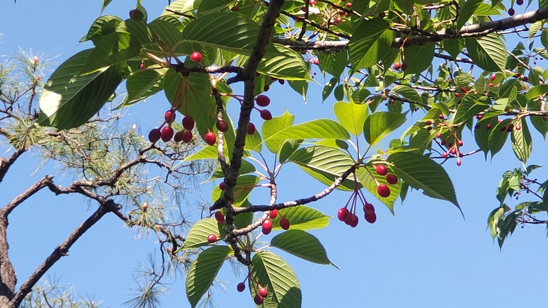 オオシマザクラの果実 東京都大田区平和島公園