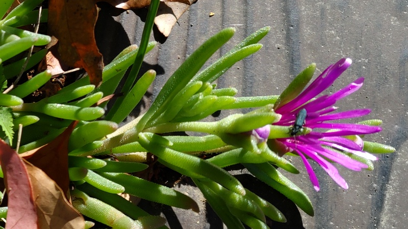 マツバギクの花とアオグロカミキリモドキ 東京都大田区平和島公園