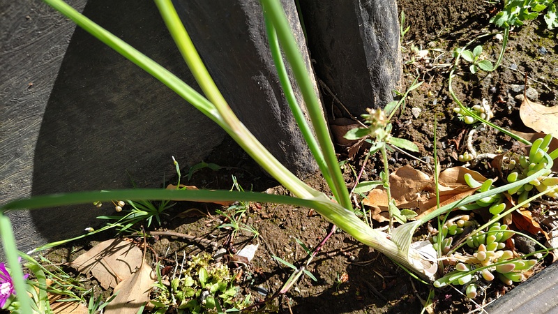 ノビル 東京都大田区平和島公園