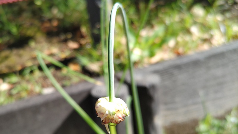 ノビルの蕾と珠芽 東京都大田区平和島公園