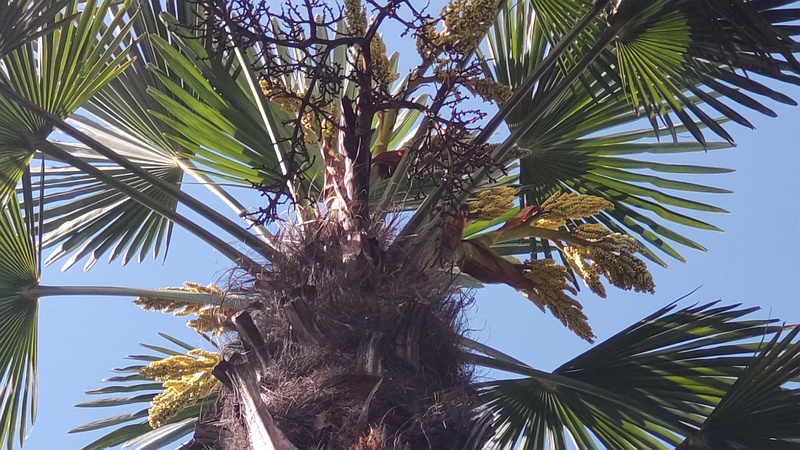トウジュロの雌花と果実 東京都大田区大和大橋