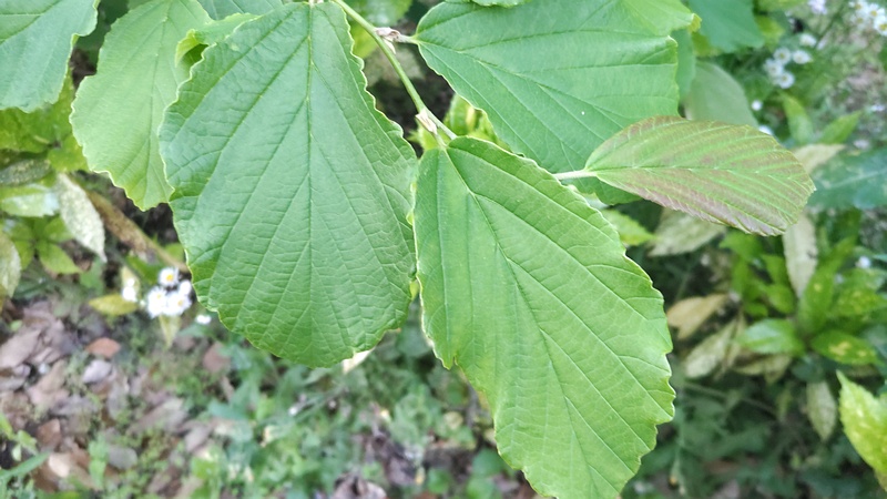 シナマンサク 東京都大田区平和島公園