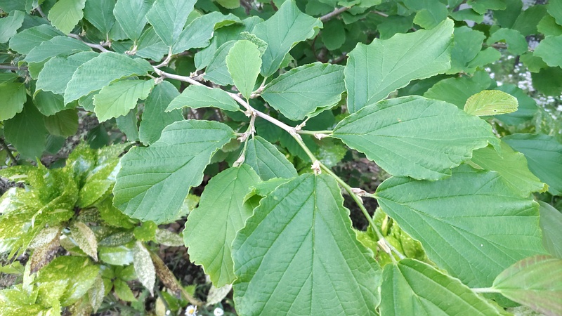 シナマンサク 東京都大田区平和島公園