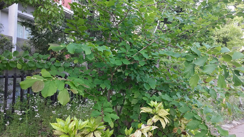 シナマンサク 東京都大田区平和島公園