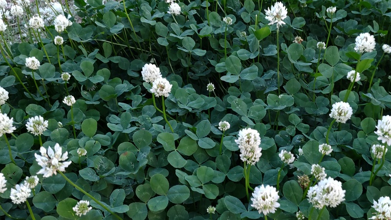 シロツメクサの花 東京都大田区平和島公園