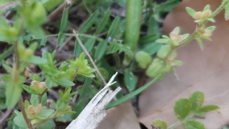 タチイヌノフグリの果実 東京都大田区平和島公園