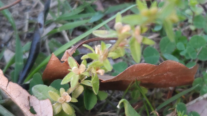 タチイヌノフグリの果実 東京都大田区平和島公園