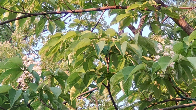 トチノキの花 東京都大田区平和島公園