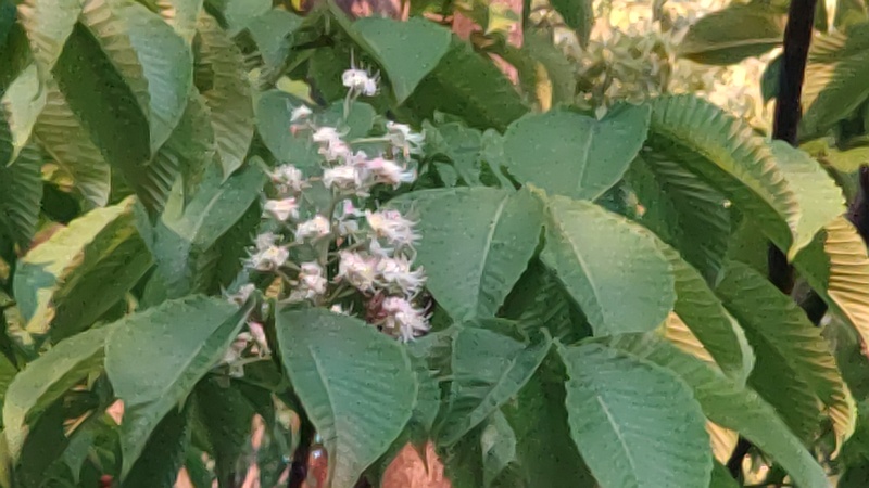 トチノキの花 東京都大田区平和島公園