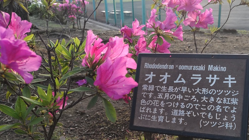 オオムラサキツツジの名札 東京都大田区平和島公園