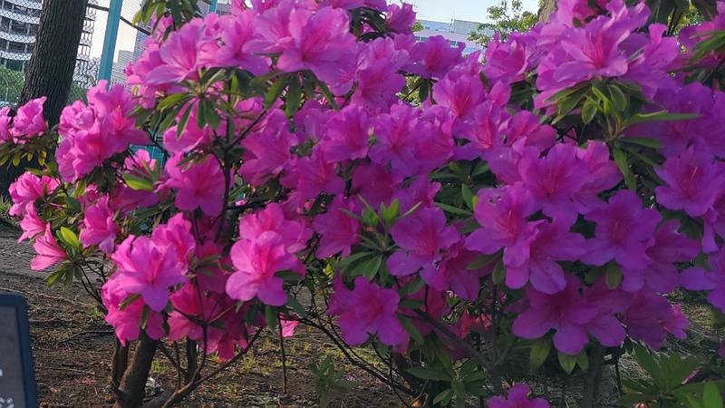 オオムラサキツツジの花 東京都大田区平和島公園