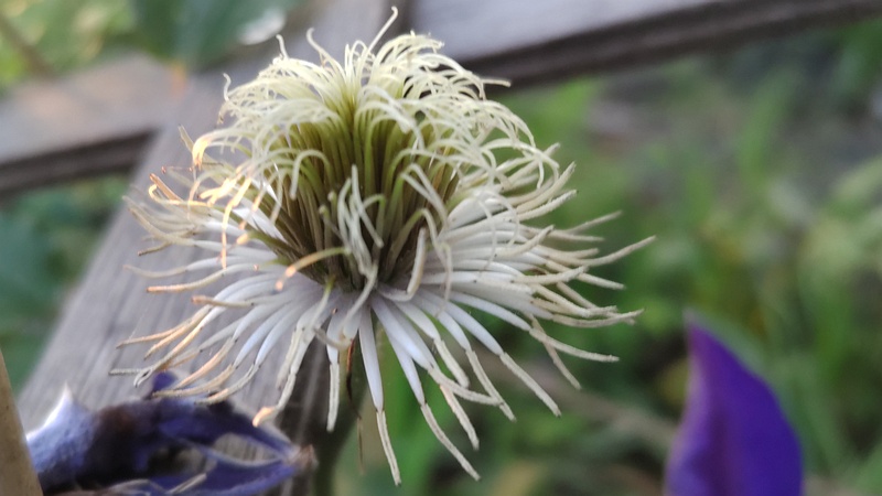 クレマチスの果実 東京都大田区平和島公園