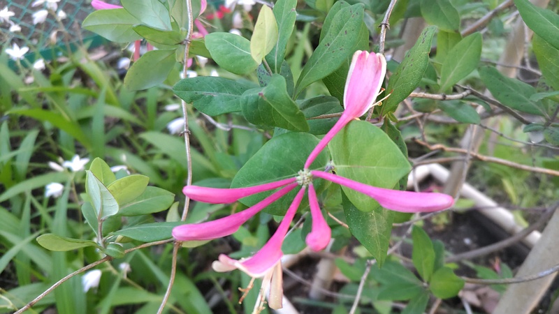 ツキヌキニンドウの花 東京都大田区平和島公園