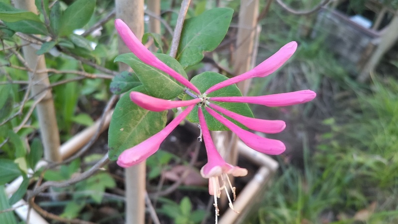 ツキヌキニンドウの花 東京都大田区平和島公園