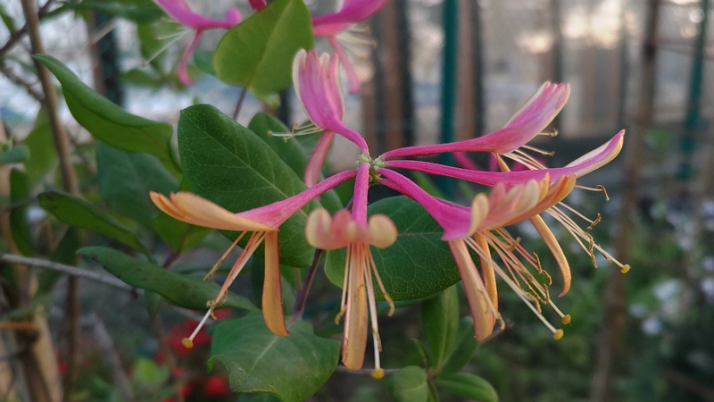 ツキヌキニンドウの花 東京都大田区平和島公園