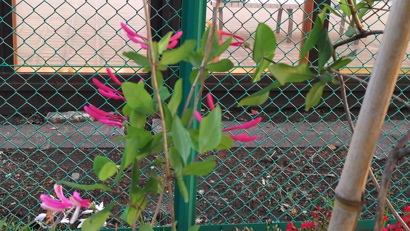 ツキヌキニンドウの花 東京都大田区平和島公園